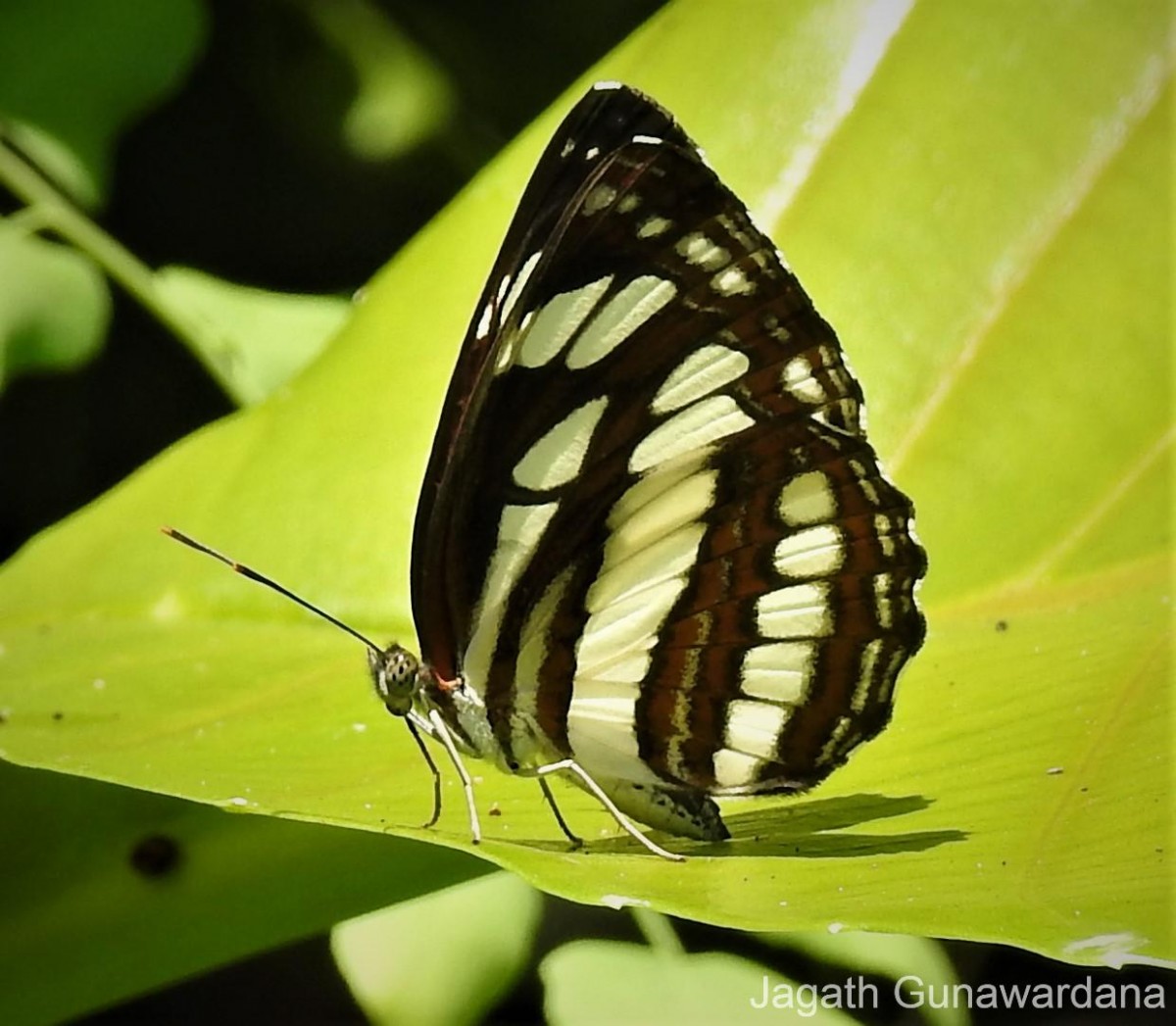 Neptis hylas Linnaeus, 1758